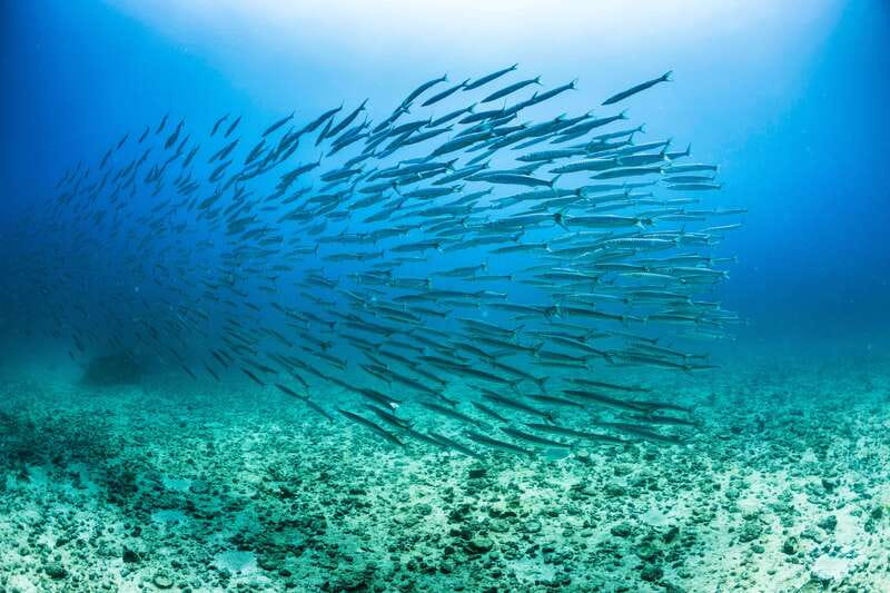 Cabo San Lucas: Snorkel, Lunch and Sail Experience - The SailRider catamaran and the feel on board