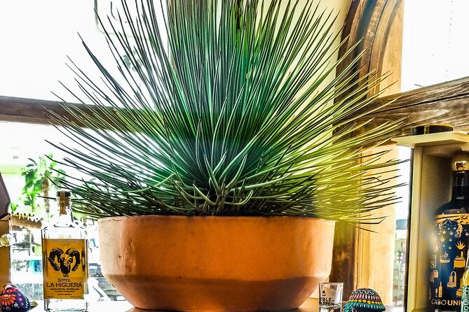 Cabo San Lucas Tequila Tasting Experience - How to fit the tasting into your Cabo day