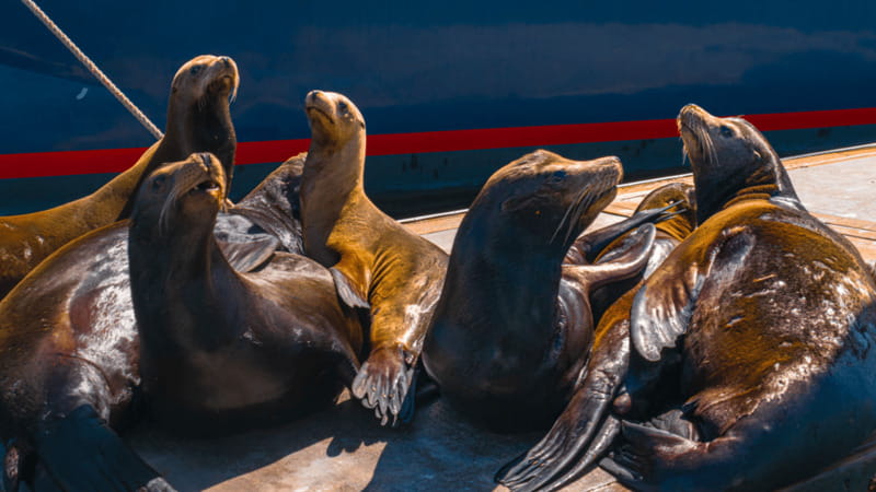 Cabo San Lucas: Tour paseo al Arco + bajada en playa - What this $11 Cabo boat tour really offers