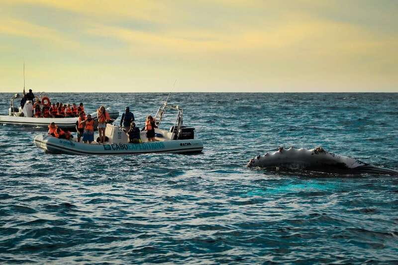Cabo San Lucas: Up-Close Whale Watching Small-Group Tour - Key points to know before booking