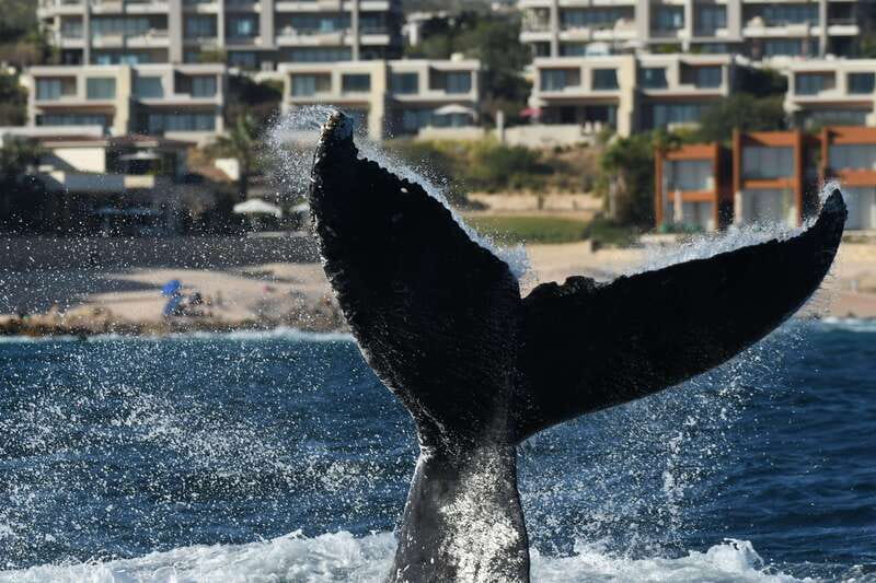Cabo San Lucas: Up-Close Whale Watching Small-Group Tour - Who should book this whale tour?