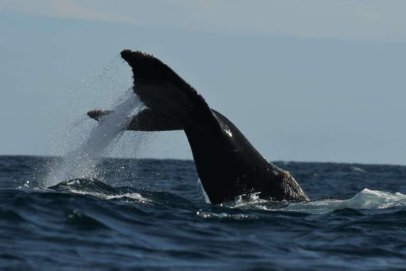 Cabo San Lucas: Up-Close Whale Watching Small-Group Tour - Close views without crowding the animals