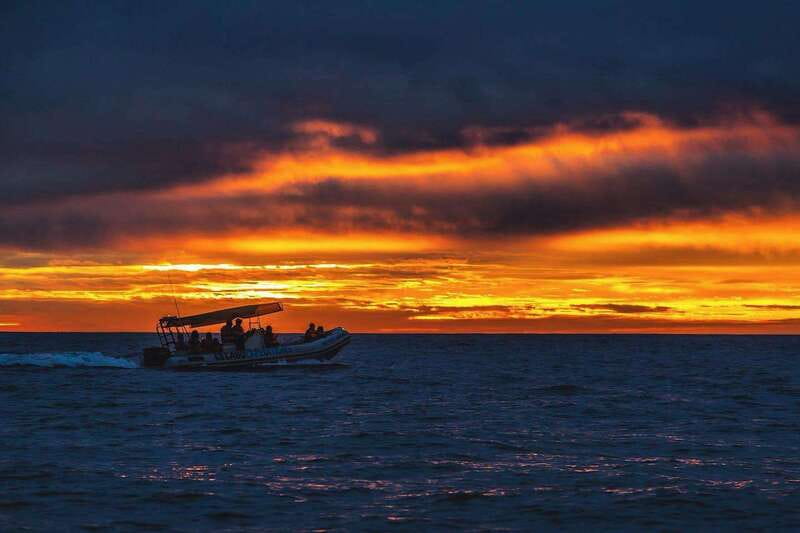 Cabo San Lucas: Up-Close Whale Watching Small-Group Tour - What the ride feels like