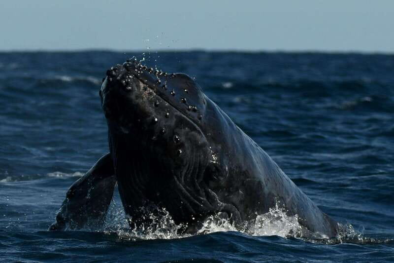 Cabo San Lucas: Up-Close Whale Watching Small-Group Tour - How the $115 price compares