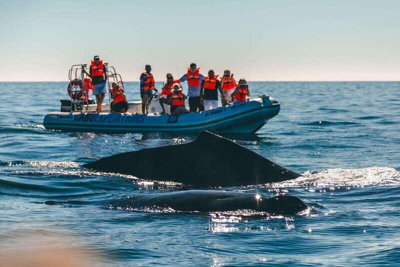 Cabo San Lucas: Up-Close Whale Watching Small-Group Tour - The strongest part of the guiding