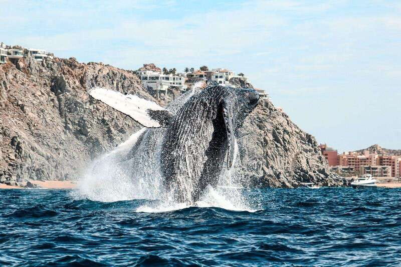 Cabo San Lucas: Up-Close Whale Watching Small-Group Tour - The ride back and the practical details