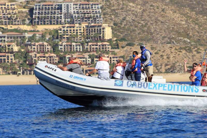 Cabo San Lucas: Up-Close Whale Watching Small-Group Tour - Starting at La Terminal de Cabo