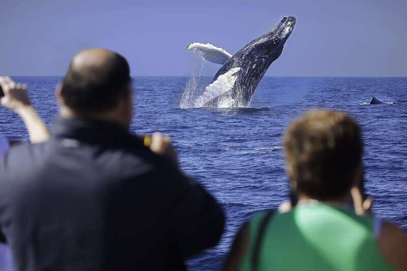 Cabo San Lucas: Whale Watching Breakfast Cruise - The Arch comes first