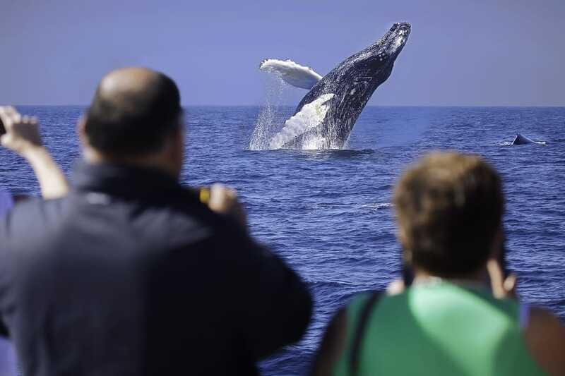 Cabo San Lucas: Whale Watching Breakfast Cruise - Who will enjoy this Cabo morning