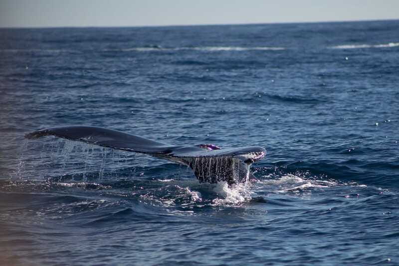 Cabo San Lucas: Whale Watching Breakfast Cruise - Booking tips for a smoother morning