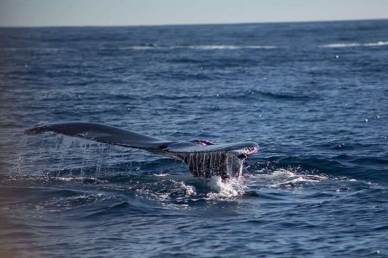 Cabo San Lucas: Whale Watching Breakfast Cruise - Whale watching with a marine biologist