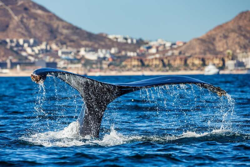 Cabo San Lucas: Whale Watching Catamaran Experience - Breakfast, lunch, music, and the open bar