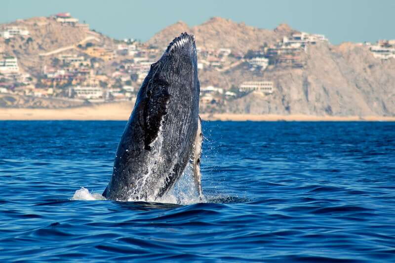 Cabo San Lucas: Whale Watching Catamaran Experience - Pickup from San José del Cabo to Cabo San Lucas