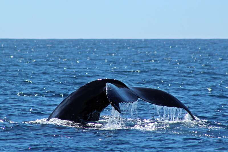 Cabo San Lucas: Whale Watching Experience on Catamaran - Key points to know before sailing