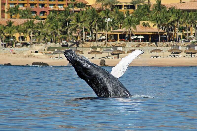 Cabo San Lucas: Whale Watching Experience on Catamaran - Whale season gives this Cabo cruise its purpose