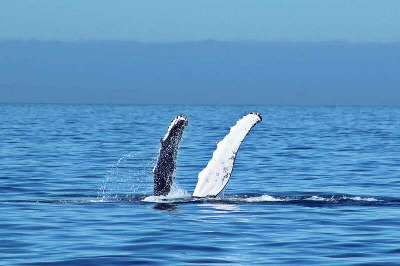 Cabo San Lucas: Whale Watching Experience on Catamaran - Meeting the Pacific and Cabo’s famous rock formations