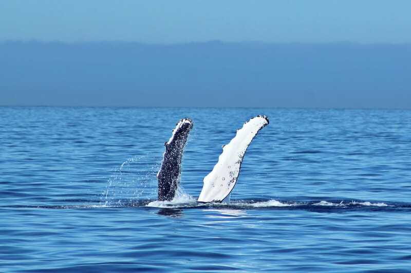 Cabo San Lucas: Whale Watching Experience on Catamaran - Morning breakfast or afternoon lunch aboard the catamaran