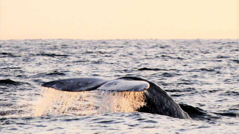 Cabo San Lucas: Whale Watching Experience on Catamaran - Who will enjoy this experience most?