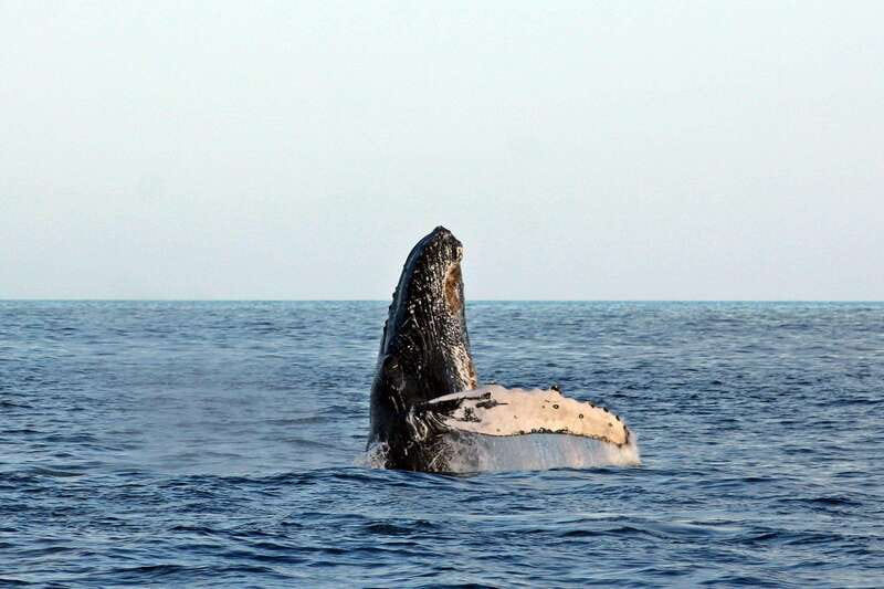 Cabo San Lucas: Whale Watching Experience on Catamaran - Setting out from Cabo San Lucas or San José del Cabo