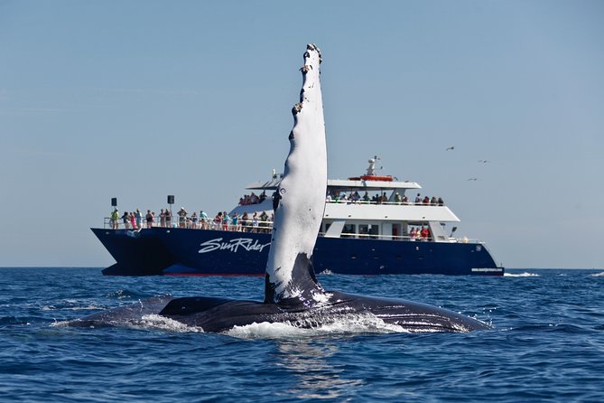 Cabo San Lucas Whale Watching Lunch Cruise - Setting out from Cabo’s Marina at 10:30 a.m.