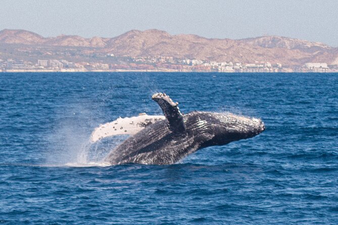 Cabo San Lucas Whale Watching Lunch Cruise - Music and dancing on the way back