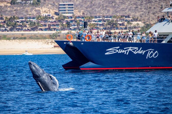 Cabo San Lucas Whale Watching Lunch Cruise - Accessibility needs a direct confirmation