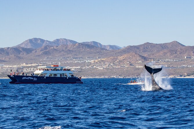 Cabo San Lucas Whale Watching Lunch Cruise - Searching the Pacific for gray and humpback whales