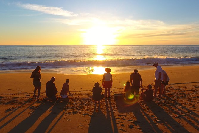 Cabo Turtle Release - Key points to know before booking