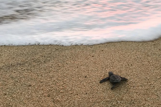 Cabo Turtle Release - A gentle outing for families