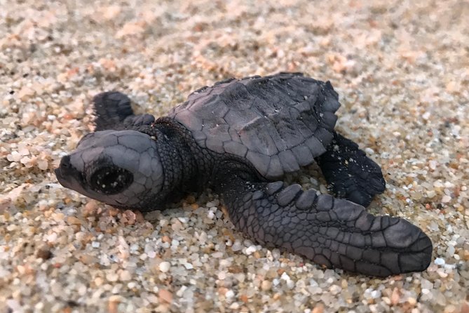Cabo Turtle Release - Why the small group matters