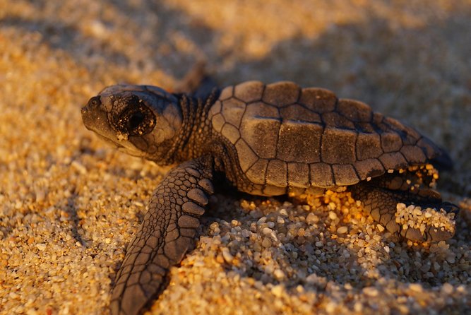 Cabo Turtle Release - Transportation, supplies, and what you need