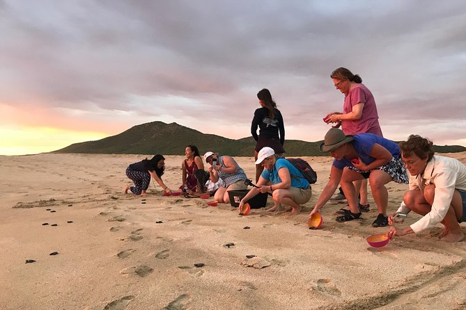 Cabo Turtle Release - Is $109 a fair price?