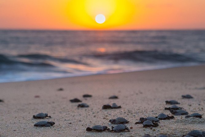 Cabo Turtle Release - Weather, cancellations, and timing flexibility