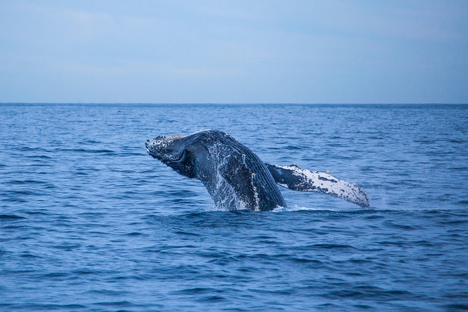 Cabo Whale Watch Three-Level Vessel and Majestic Arch - Breakfast gives the $95 fare more weight