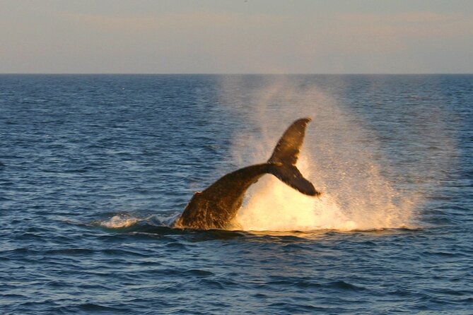 Cabo Whale Watch Three-Level Vessel and Majestic Arch - Open bar, DJ music, and the tone of the trip