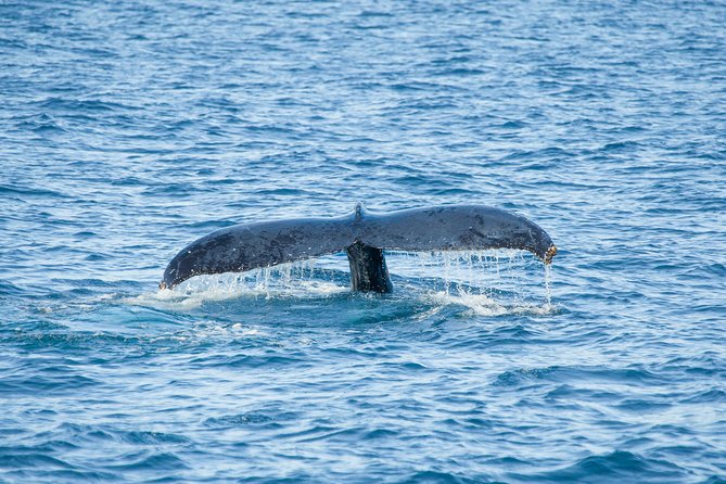 Cabo Whale Watch Three-Level Vessel and Majestic Arch - Who will enjoy this Cabo boat trip