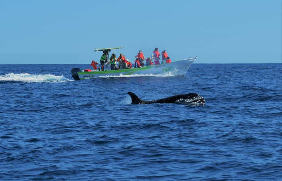 Cabo: Whale-Whatching Boat Trip w/ All-Women Crew and Photos - Key points to know