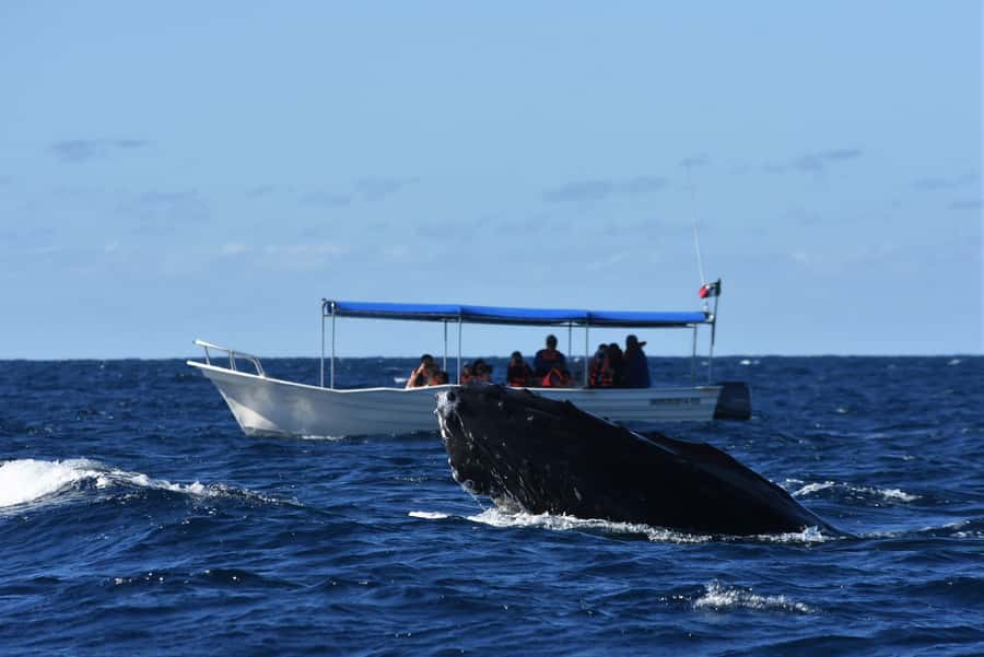 Cabo: Whale-Whatching Boat Trip w/ All-Women Crew and Photos - Should you book it?