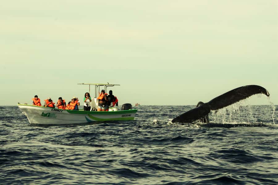 Cabo: Whale-Whatching Boat Trip w/ All-Women Crew and Photos - Starting at La Terminal de Cabo
