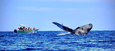 Whale-Whatching Boat Trip w/ All-Women Crew and Photos