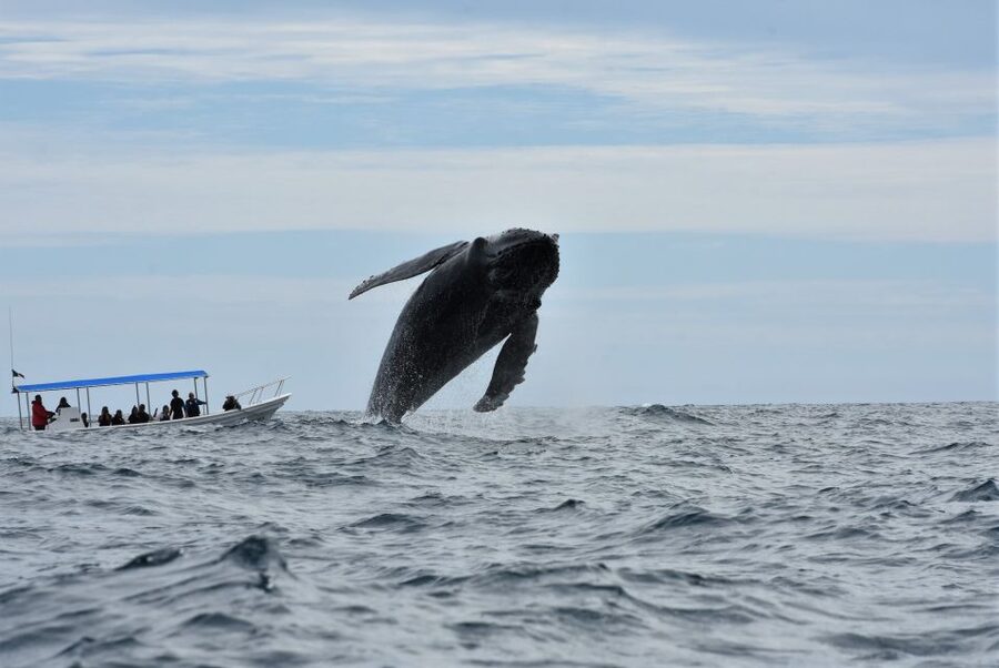 Cabo: Whale-Whatching Boat Trip w/ All-Women Crew and Photos - The hydrophone and the sound of whales