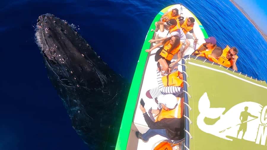Cabo: Whale-Whatching Boat Trip w/ All-Women Crew and Photos - Photos without keeping your phone raised