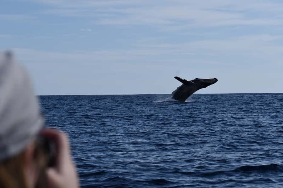 Cabo: Whale-Whatching Boat Trip w/ All-Women Crew and Photos - Is $91 a fair price?