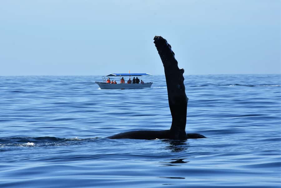 Cabo: Whale-Whatching Boat Trip w/ All-Women Crew and Photos - Who should book this Cabo trip?