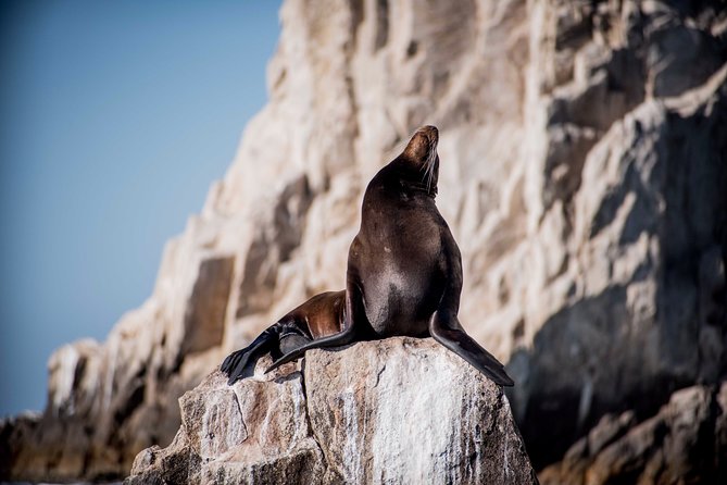 Cabo Wildlife Safari - Mobula rays and other year-round possibilities