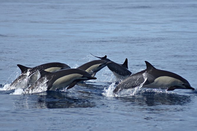 Cabo Wildlife Safari - Snorkeling at a reef or near Chileno Beach