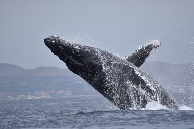 Cabo Wildlife Safari - Who will enjoy this Cabo boat trip most