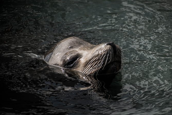Cabo Wildlife Safari - Timing, weather, and cancellation details