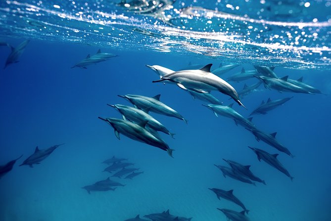 Cabo Wildlife Safari - Whale season runs from November through April