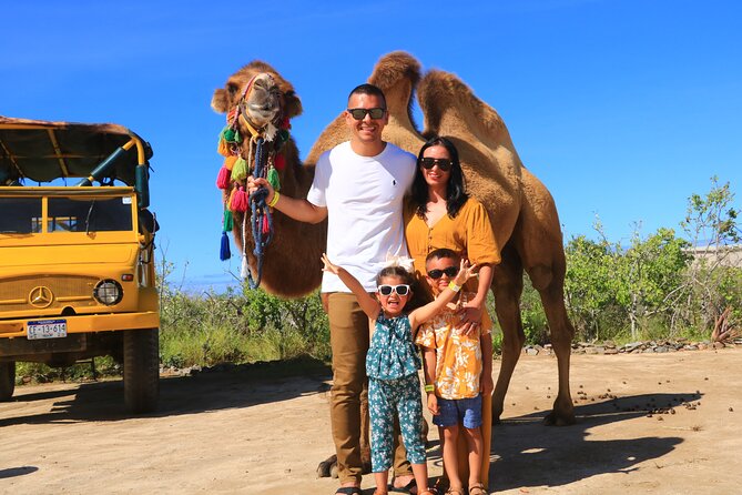 Camel riding experience on the shores of the Pacific Ocean - At the stable, you meet the camels first